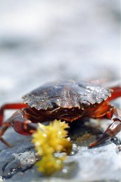 crab saladsmall.jpg