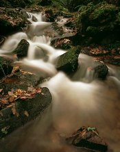 Fall Flow.jpg