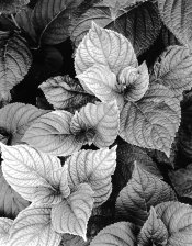 leaves.jpg