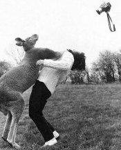 kangaroo[1].jpg