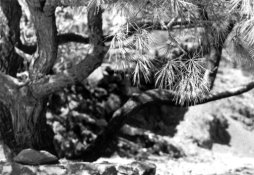 trees-section.jpg