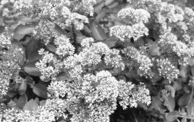 flowers-konica-1.jpg