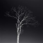 Tree on Big Hill 02.jpg