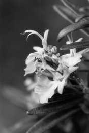 LSHD_35_01_27.jpg LSHD_35_01_27.jpg