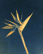 bird_of_paradise_ferroblend_test.jpg