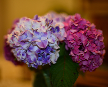 DSC_2263.JPG