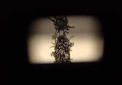K1000 viewfinder.jpg