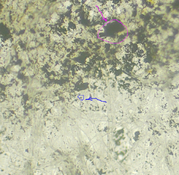 big_vs_small_pigment.jpg