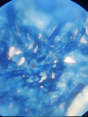 New_Cyano_particle size 2.jpg