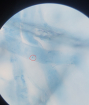 small_particle.jpg