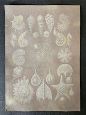 haeckel.jpg
