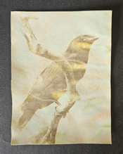 raven.jpg