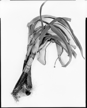 Linhof_25_52.jpg