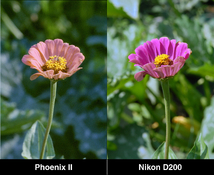fiore_magenta.jpg