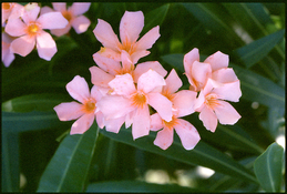 fiori-001.jpg