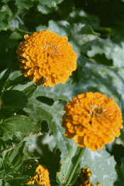 fiori-003.jpg