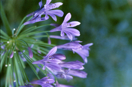 fiori-005.jpg