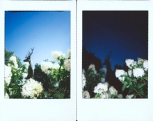 Deer_Diptych.jpg
