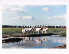 Untitled (111).jpg Untitled (111).jpg