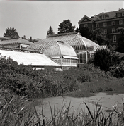 Greenhouse 1.jpg