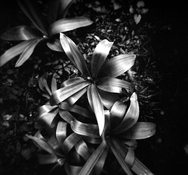 Holga mystery flora.jpg