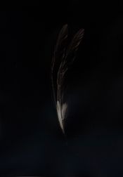 FeathersCarbon.jpg
