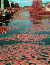 Portrait with all images IR 1-30 small.jpg