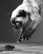 cat-mouse.jpg