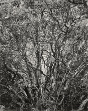 Branches, Manila Dunes, CA_16x20.jpg
