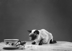 cat-mouse1b.jpg