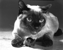 cat-mouse3b.jpg