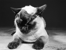 cat-mouse4b.jpg