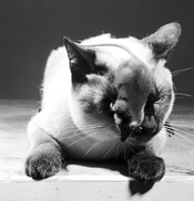 cat-mouse5b.jpg