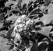 img446.tif-001.jpg