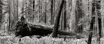 1FallenRedwood.jpg