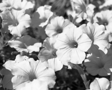 IMG_3870.jpeg