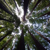 S.sempervirens_looking up_GONP.png