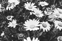 IMG_3918.jpeg