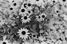 IMG_3922.jpeg