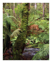 6802-5_Rainforest by Youngs Ck_Triplet Falls_GONP.png