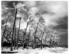 waikiki.jpg