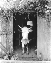 Cow1.jpg