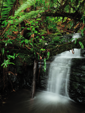 First Tier of OREN Falls_MC_GONP.png