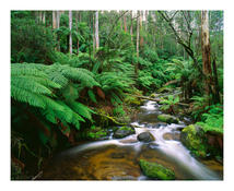 Toorongo Narrows_2_2019.jpg
