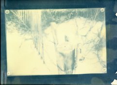 cyanotype.jpg