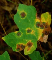 leaf-October 2012.jpg