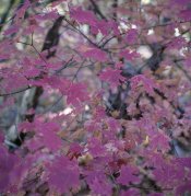 Fall Leaves.jpg