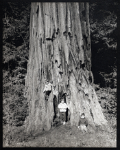3Boys, Redwoods_Platinum.jpg
