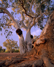 UmberumberkaCreek Gums_Silverton_NSW.png
