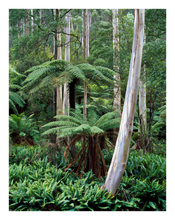 6797 Mixed Forest_Toorongo River_SR-VIC.png